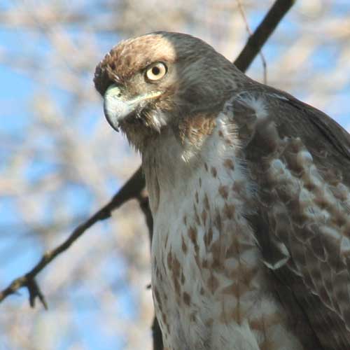 A close-up of the Red-Tail Hawk